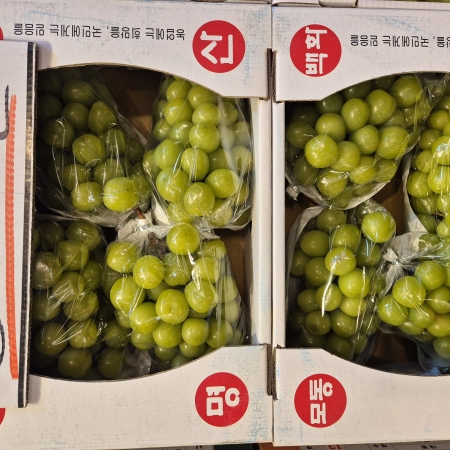 망고항샤인머스켓 4kg (4수, 5수 ) 무료배송!!!