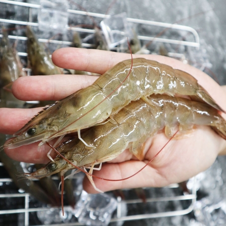[당일조업] 근육빵빵 활새우 500g 1kg  2kg 3kg