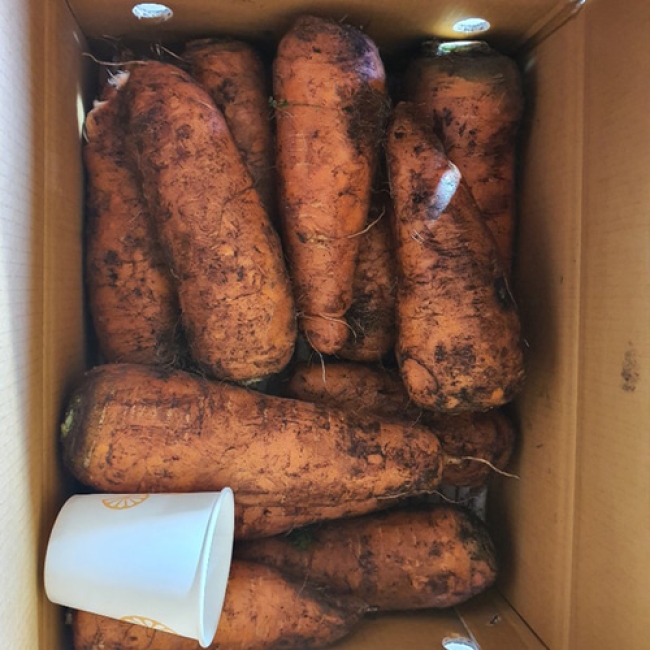 제주 흙당근 중상특(1.5kg /2.5kg/4.5kg/9kg)