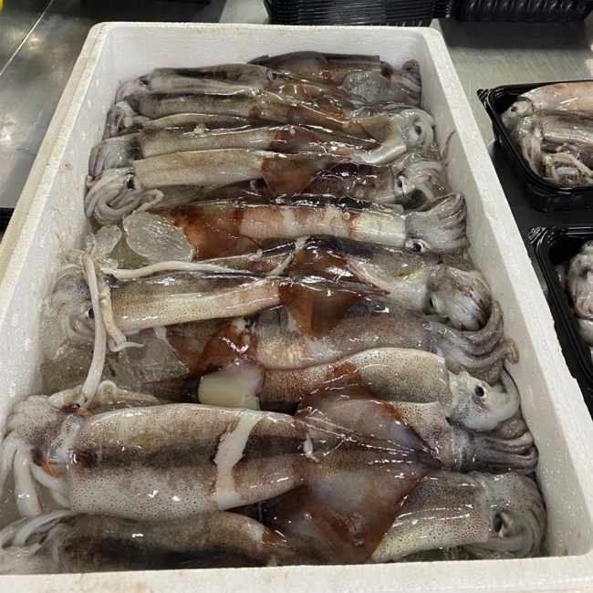 국내산 생물 급냉 통찜용오징어 1kg (7-8미) /2kg (14-16미)