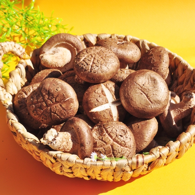 장흥 생표고버섯 1kg / 2kg가정용특품