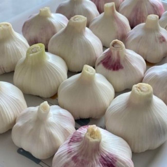 2025년 서산 황토밭 대서마늘 중, 대, 특 3kg/5kg/10kg