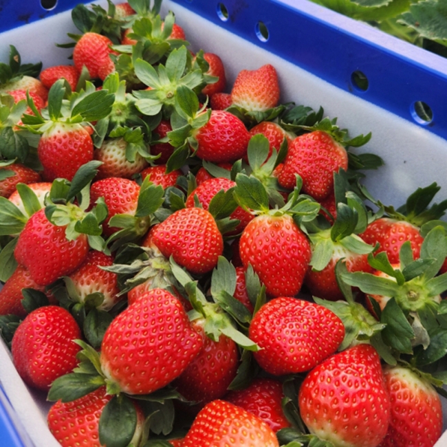 논산 설향딸기 로얄과 350g / 700g