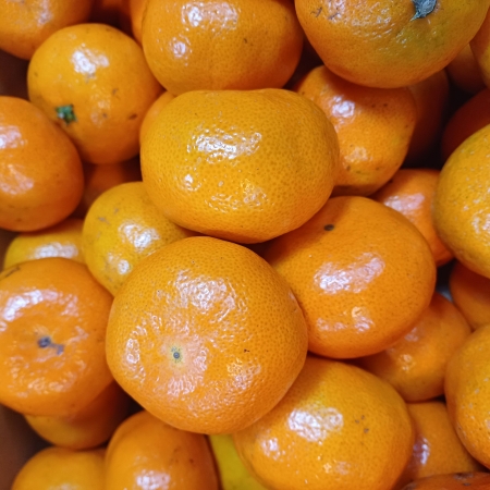 [고흥청과]가락시장직송 노지귤 5kg