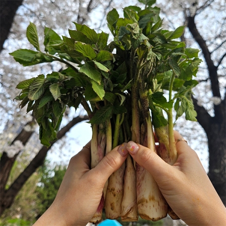 남해  땅두릅(푸)