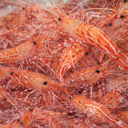 동해안  독도새우(푸)