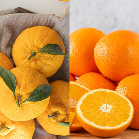 [착한가격] 세진이네 과일 조생 감귤 5kg  / 프리미엄 한라봉 3kg - 12월 초 배송 예정 / 고당도 황금향 3kg