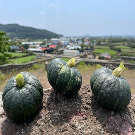 [제주] 국내산 산지직송 제주 미니 밤호박 로얄과 1kg/2kg/3kg/5kg/10kg
