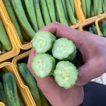 충북의 햇살을 담은 백다다기 오이