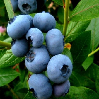 국내산 블루베리생과 100g 특상품 2팩/4팩/6팩/10팩