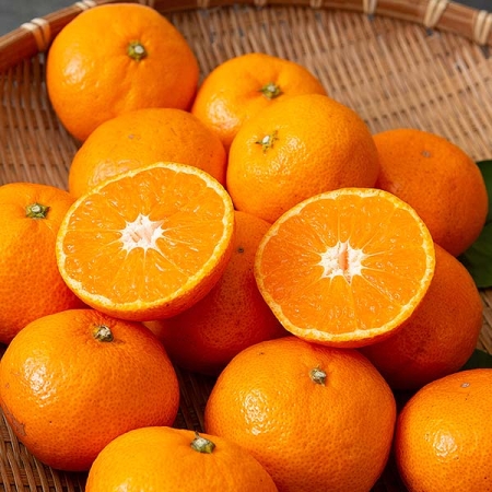 제주도 고당도 타이벡 감귤 2kg/3kg/5kg/10kg