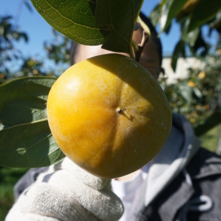 [25년_햇 단감] 첫출하_진영단감 2.5kg-10kg [중소과/중대과/특대과]