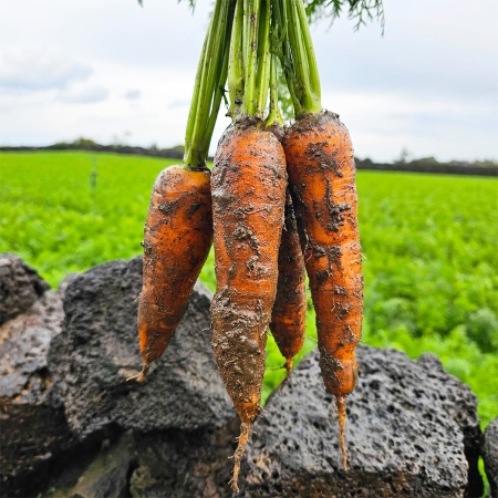 [유수담] 제주 구좌 정품 햇당근 중 상 2kg 5kg