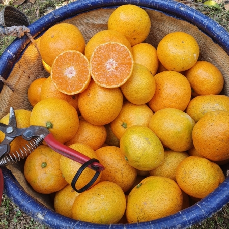 제주직송 조생 노지귤 3kg/5kg/10kg (S,M,L혼합) 박스포함무게