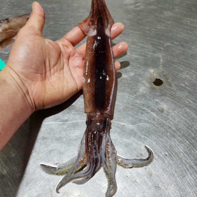 동해 생물 횟감용 오징어 5미