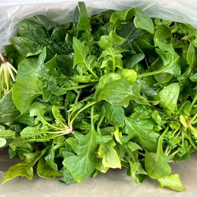 국산 시금치 1kg 내외/2kg 내외
