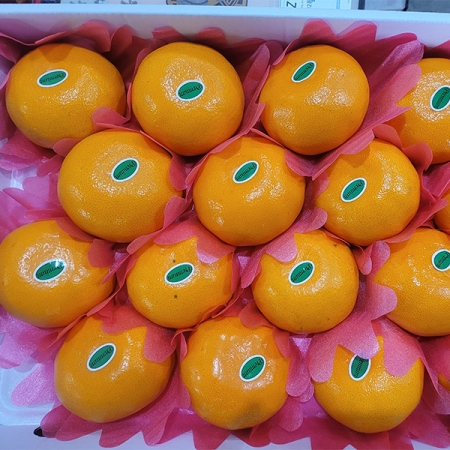 [선물세트]  천혜향  실속,고급 선물세트