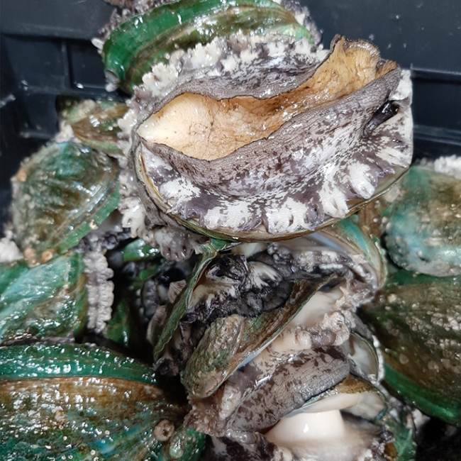 완도산 만능전복 10-11미 1kg / 15-17미 1kg