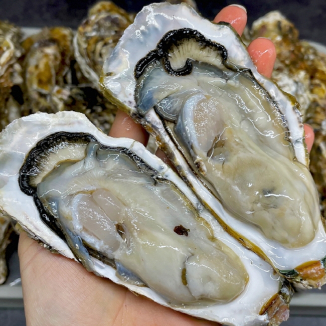 싱싱한 통영 석화굴 3 kg/5kg / 10kg