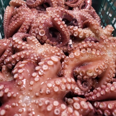 싱싱한 국내산 활 돌문어 1kg!!