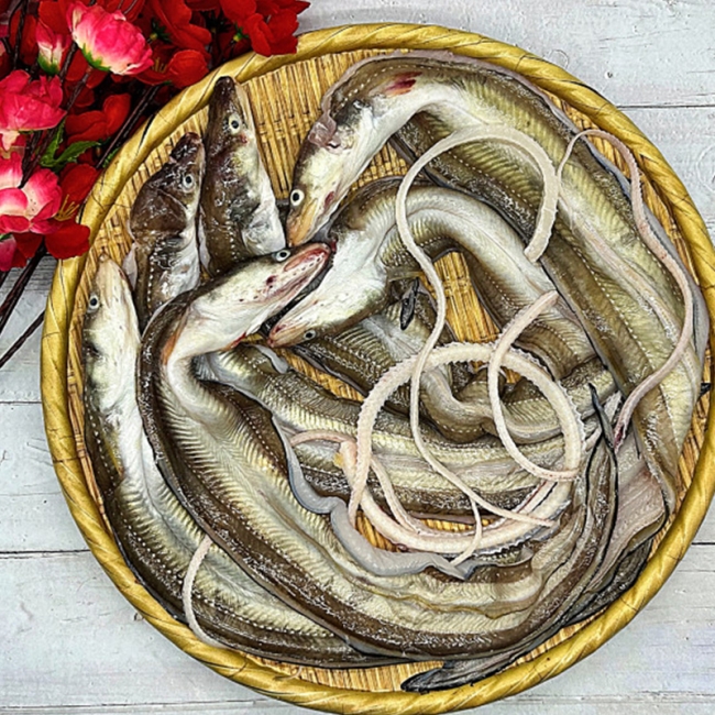 통영산 대짜 바다장어 1kg