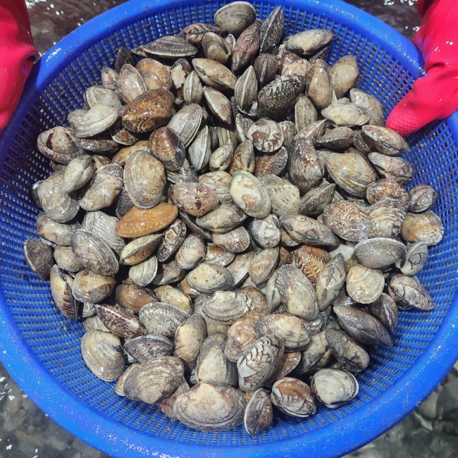 쫄깃 탱탱한 남해 물바지락 1kg