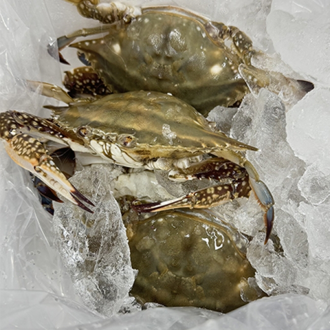 제철 생물 활 암꽃게 1kg_ 대(3~4미)/소(5~6미)