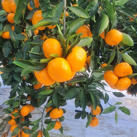 [제주직송] 고당도 타이벡감귤 2.5kg ~ 옵션별 택