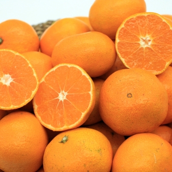 [산지직송] 제주 노지조생 감귤 3kg  4.5kg  9kg