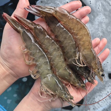 국내산 생물 흰다리새우 대하제철 왕새우 1kg 32-34미내외