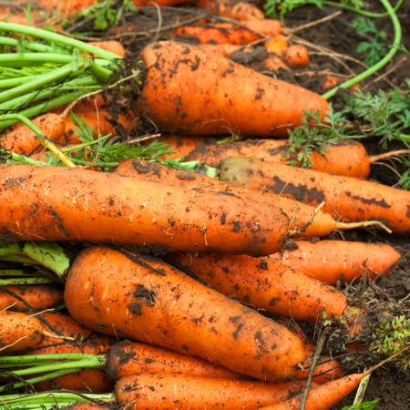 제주구좌 햇 흙 당근 국내산 화산토
