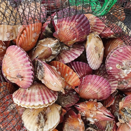 싱싱하고 달큰한 제철 홍가리비 1kg