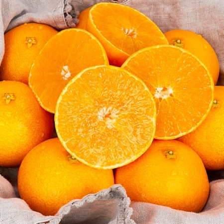 제주산 레드향 당도가 높은 고급진 레드향 1.5kg/2.5kg/4.5kg/9kg