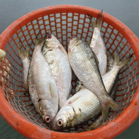 가을하면 생각나는! 생물 구이용 전어 500g