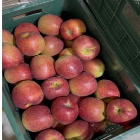 [재구매율1위] 에르메스 청송 감홍 사과 5kg 10kg