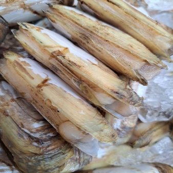 산지직송 별량 맛조개 500g 내외 ( 15~20개내외)