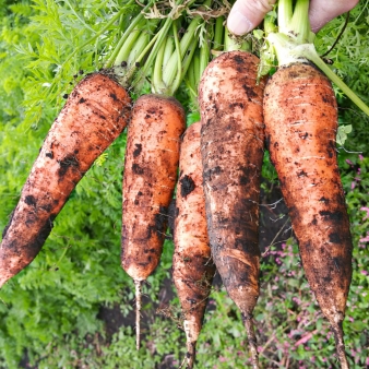 제철 흙당근 품질보장 햇 신선 당근 (상/특 100g~300g) 5kg/10kg