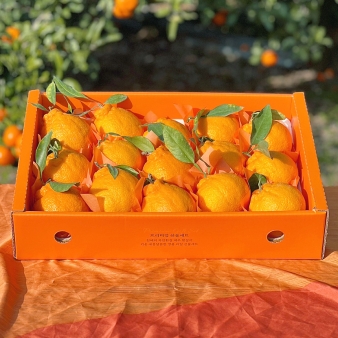 제주 만감류 프리미엄 혼합과 선물세트 4.5kg 레드향 천혜향 한라봉