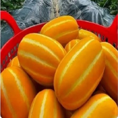[아달달농산] 고당도 성주 참외 로얄과 상품 특품 1.5kg 3kg 5kg 10kg