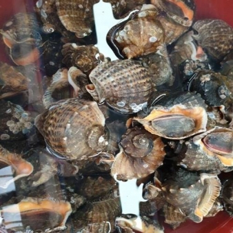 산지직송 제철 자연산 생물 활 참소라 1kg 4-8미