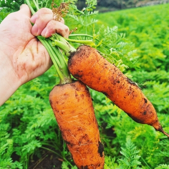 제주 구좌 흙당근 2kg 3kg 5kg 중 가정용