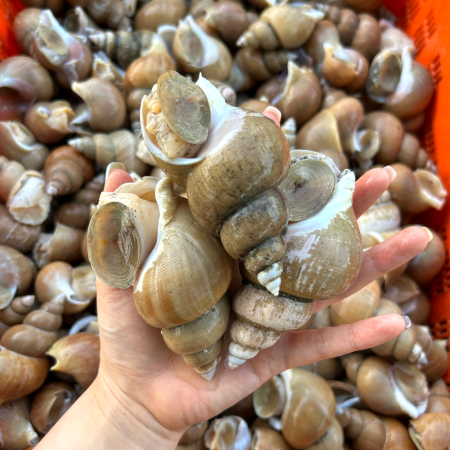 명품 동해안 연안 생물 백고동 백골뱅이 활백고동 1kg
