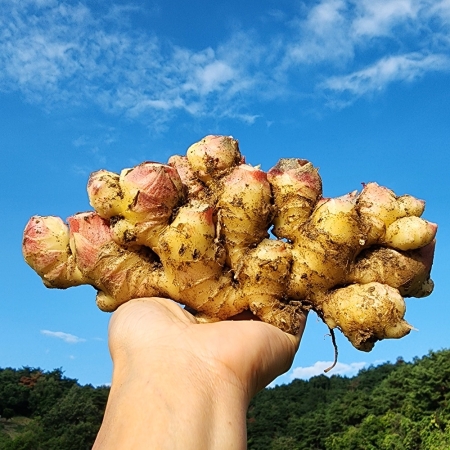 국내산 영주 봉화 흙생강 깐 세척생강 (알뜰/특품) 1kg