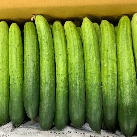 국내산 아삭아삭한 백다다기 백오이 취청오이 특품