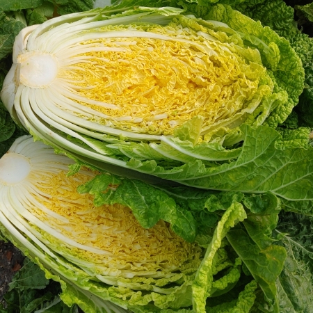 [가락시장] 신선 통배추 9kg (3포기)